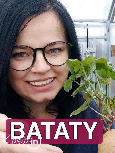 Jak uzyskać sadzonki batatów pokazywałam w lutym na moim kanale YouTube, dziś pokażę, jak sadzić sadzonki batatów, jak kiełkują bataty i opowiadam jak będzie wyglądała dalsza przygoda z sadzonkami batatów w ogrodzie.